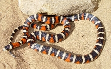 Prescott Pyro wc male