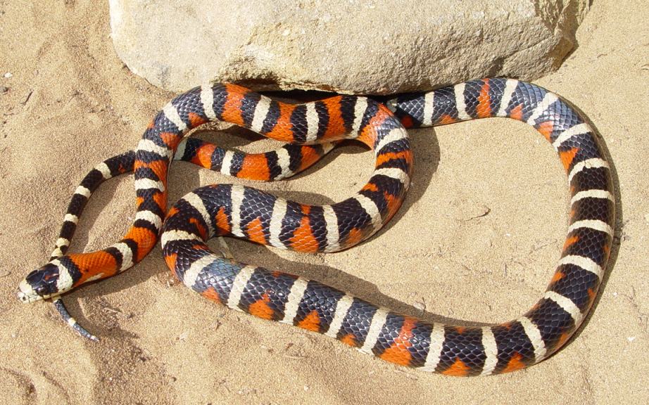 Prescott Pyro wc male