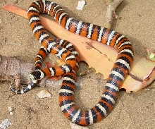 Prescott Pyro wc female