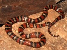 wild caught Ruthveni from Amaelco