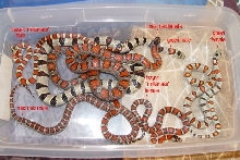 mexicana complex