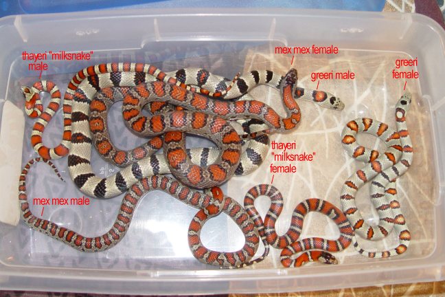 mexicana complex