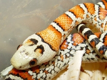 bleached knoblochi