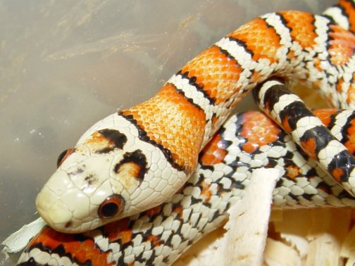 bleached knoblochi