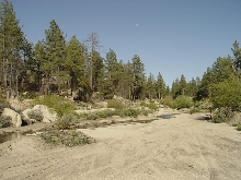 Sierra Juarez, Baja habitat for L. z. agalma.