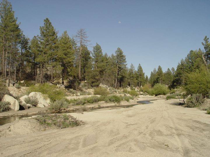 Sierra Juarez, Baja habitat for L. z. agalma.