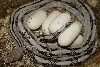 Silver Black Gap suboc with eggs.