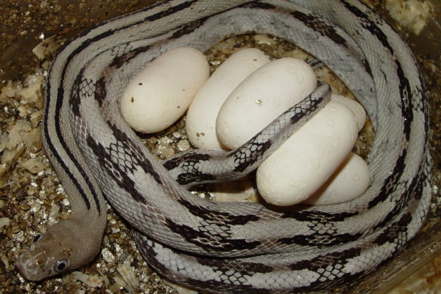 Silver Black Gap suboc with eggs.