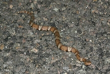 trans pecos copperhead Xmas Mtns. 'in situ'