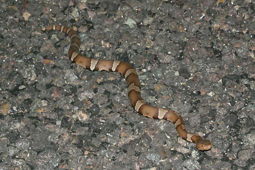 trans pecos copperhead Xmas Mtns. 'in situ'