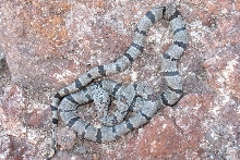 Davis Mtns. Obsv alterna 02