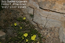 alterna 'in situ' 8 miles east Sanderson