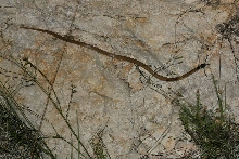 large tantilla 'in situ' Sanderson