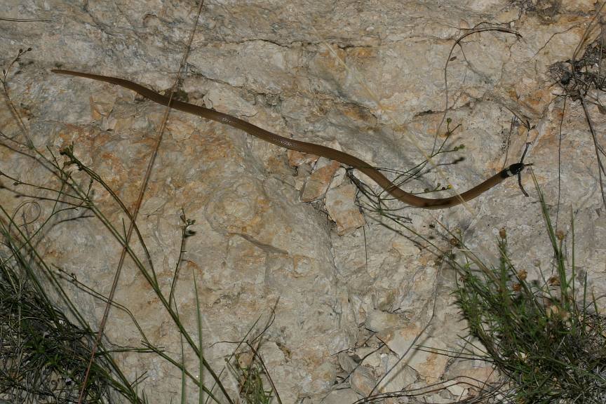 large tantilla 'in situ' Sanderson