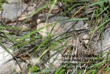 intergrade(?) copperhead Hwy. 277 'in situ'