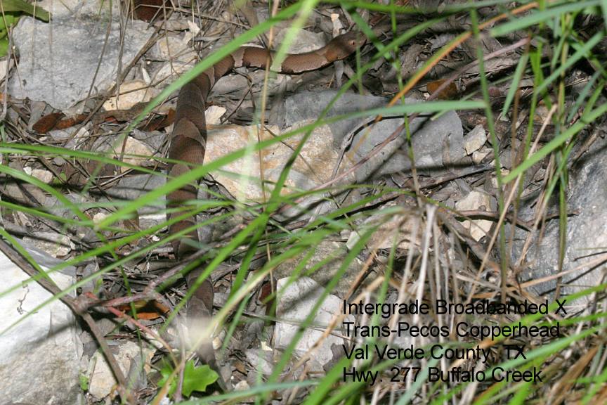 intergrade(?) copperhead Hwy. 277 'in situ'