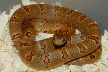 Vivid thayeri buckskin leonis female