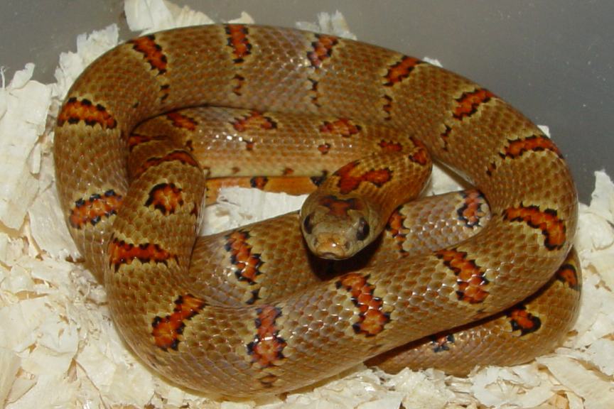 Vivid thayeri buckskin leonis female