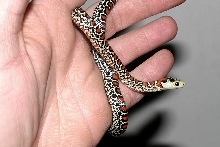 speckled knoblochi cb 2006 2