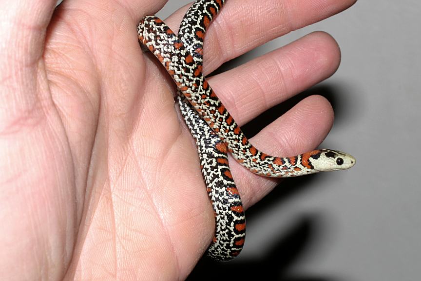 speckled knoblochi cb 2006 2