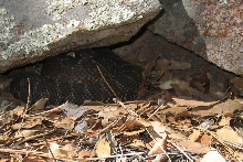 Arizona Black Rattler