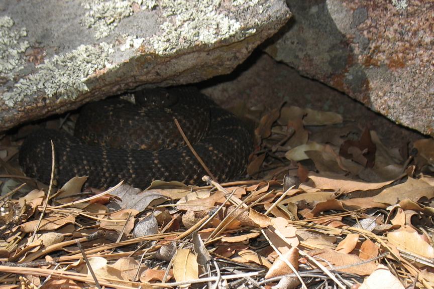 Arizona Black Rattler
