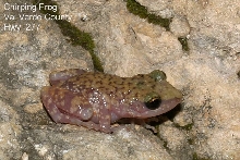 chirping frog, Hwy. 277