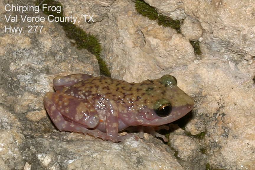 chirping frog, Hwy. 277
