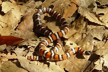 Coastal Mtn. King