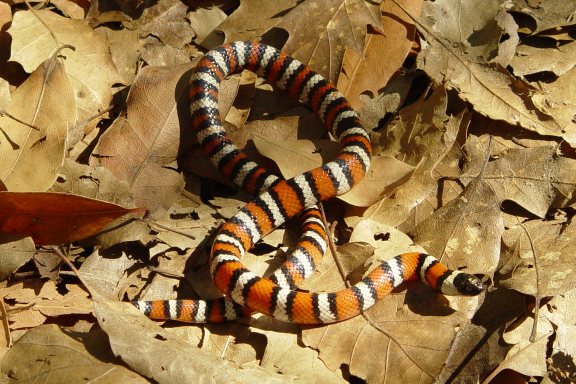 Coastal Mtn. King