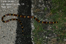 coralsnake Hwy. 277 south of Loma