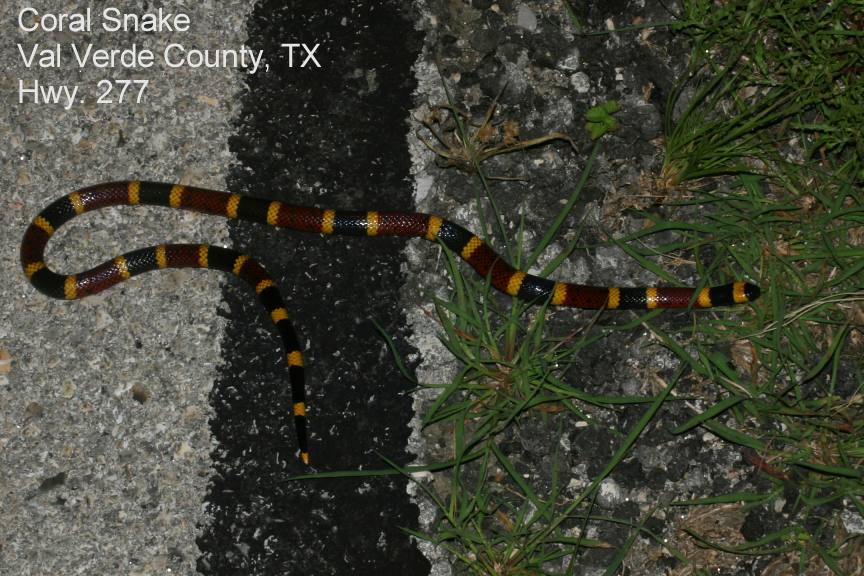 coralsnake Hwy. 277 south of Loma