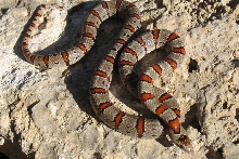 Dan Vermilya thayeri gray leonis female