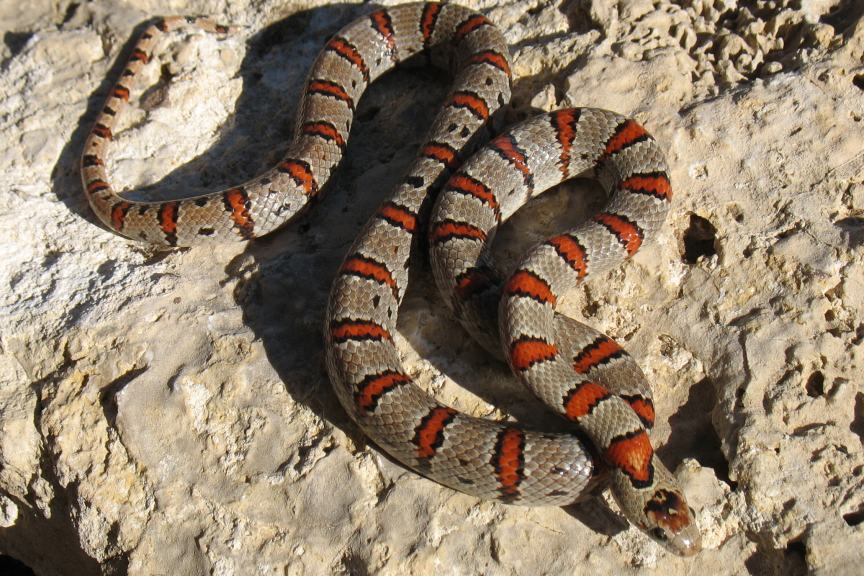 Dan Vermilya thayeri gray leonis female