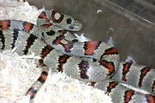 Greeri pair.
