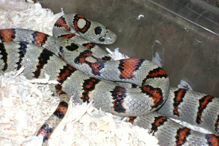 Greeri pair.