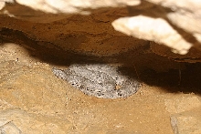lep lep Sanderson 'in situ'