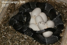 cb West Langtry w/ eggs 2007