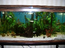My 55gal