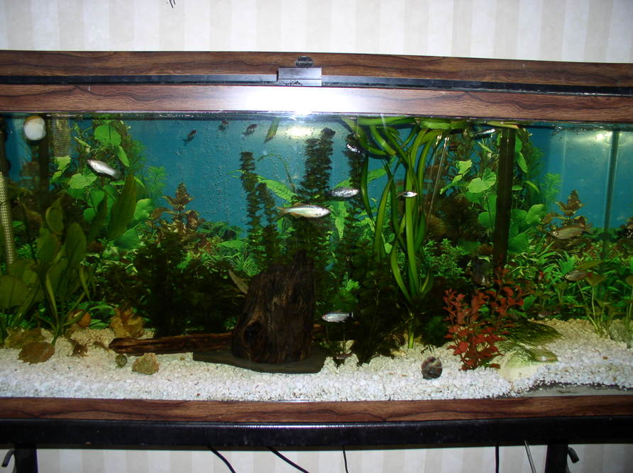 My 55gal