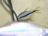 Emperor tetra