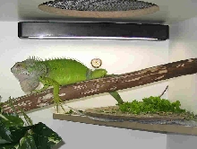 Iguana