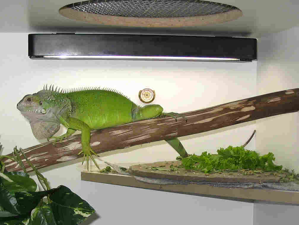 Iguana