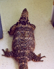 Ducky at the Vet