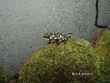 Melanophryniscus stezneri