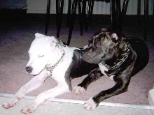 Q and his friend adobo