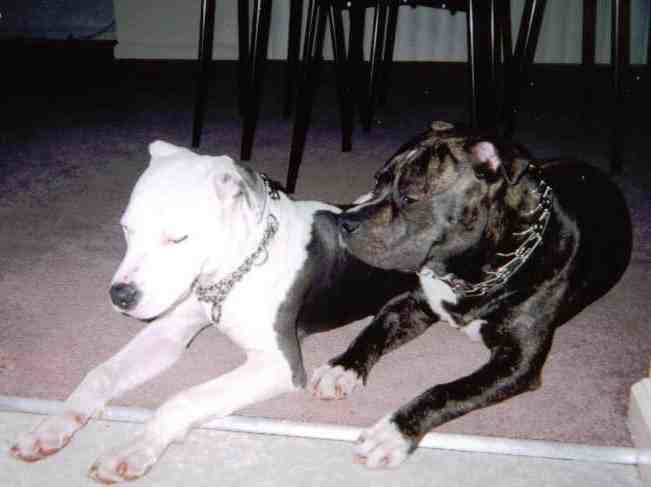 Q and his friend adobo