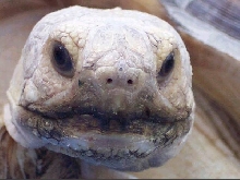 virgie face