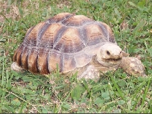 virgie walking