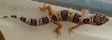 Gecko 1